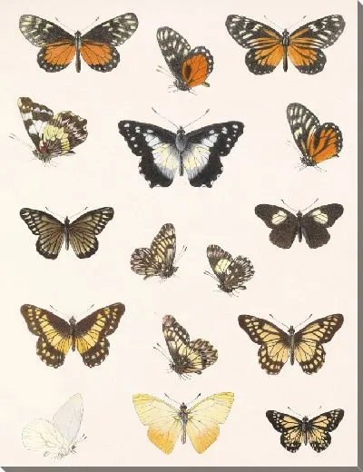Картина Бабочки Insecta Lepidoptera-Rhopalocera №60