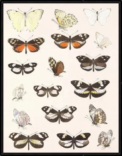 Картина Бабочки Insecta Lepidoptera-Rhopalocera №61