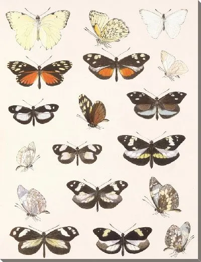 Картина Бабочки Insecta Lepidoptera-Rhopalocera №61