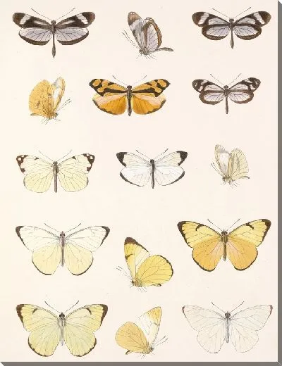 Картина Бабочки Insecta Lepidoptera-Rhopalocera №62