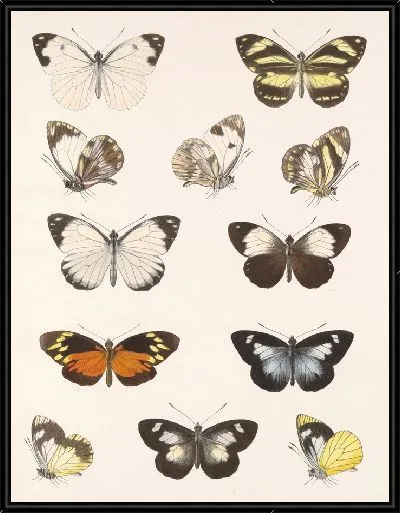 Картина Бабочки Insecta Lepidoptera-Rhopalocera №63