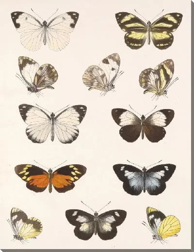 Картина Бабочки Insecta Lepidoptera-Rhopalocera №63