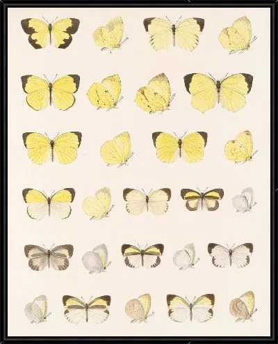 Картина Бабочки Insecta Lepidoptera-Rhopalocera №64