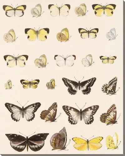 Картина Бабочки Insecta Lepidoptera-Rhopalocera №65
