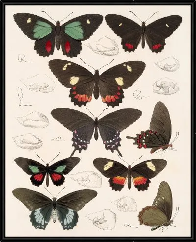 Картина Бабочки Insecta Lepidoptera-Rhopalocera №66