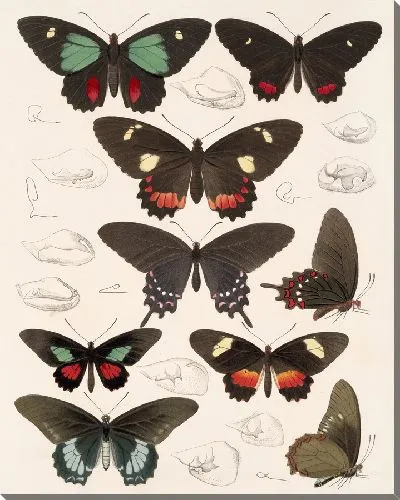 Картина Бабочки Insecta Lepidoptera-Rhopalocera №66