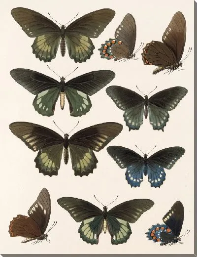 Картина Бабочки Insecta Lepidoptera-Rhopalocera №67