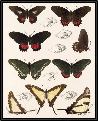 Картина Бабочки Insecta Lepidoptera-Rhopalocera №68