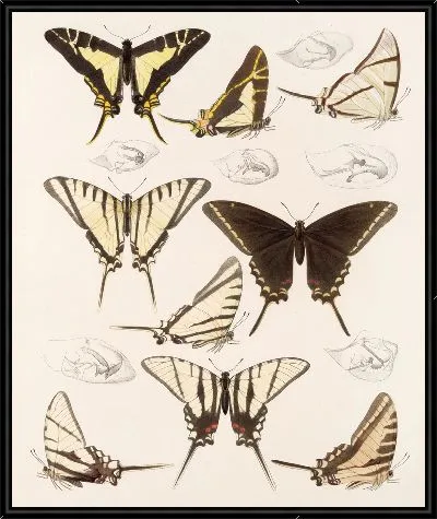 Картина Бабочки Insecta Lepidoptera-Rhopalocera №69