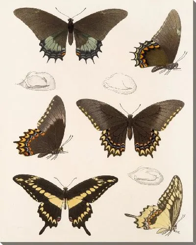 Картина Бабочки Insecta Lepidoptera-Rhopalocera №70