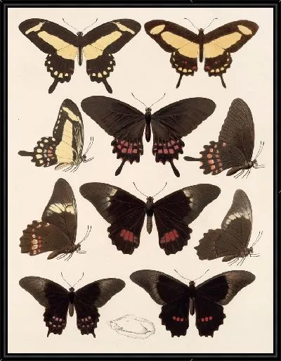 Картина Бабочки Insecta Lepidoptera-Rhopalocera №71