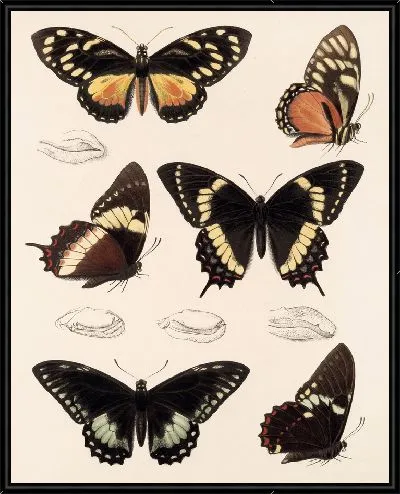 Картина Бабочки Insecta Lepidoptera-Rhopalocera №72