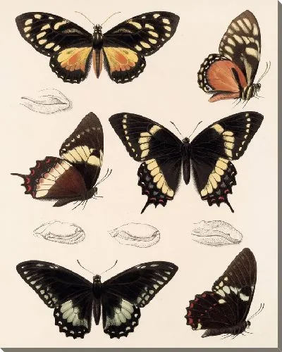 Картина Бабочки Insecta Lepidoptera-Rhopalocera №72