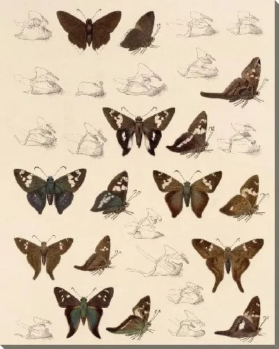 Картина Бабочки Insecta Lepidoptera-Rhopalocera №76
