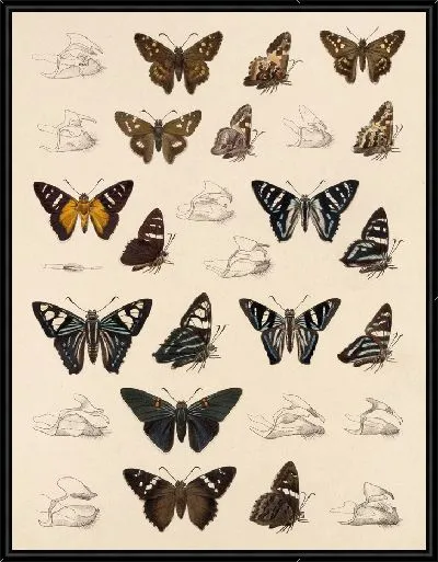 Картина Бабочки Insecta Lepidoptera-Rhopalocera №77