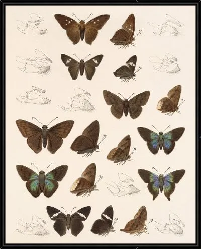 Картина Бабочки Insecta Lepidoptera-Rhopalocera №78