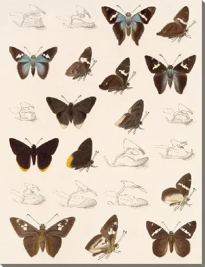 Картина Бабочки Insecta Lepidoptera-Rhopalocera №79