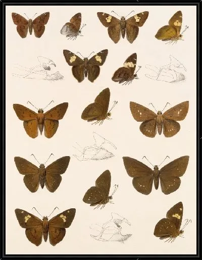 Картина Бабочки Insecta Lepidoptera-Rhopalocera №80