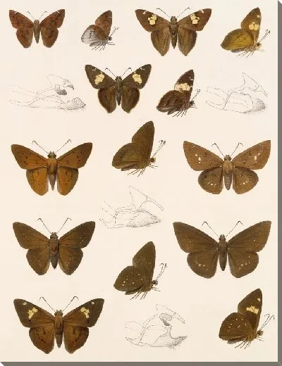 Картина Бабочки Insecta Lepidoptera-Rhopalocera №80