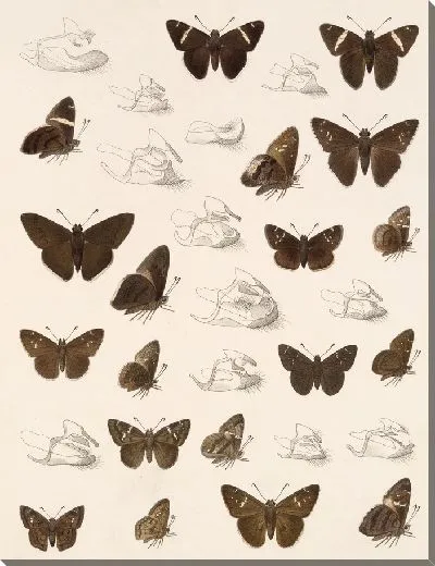 Картина Бабочки Insecta Lepidoptera-Rhopalocera №81