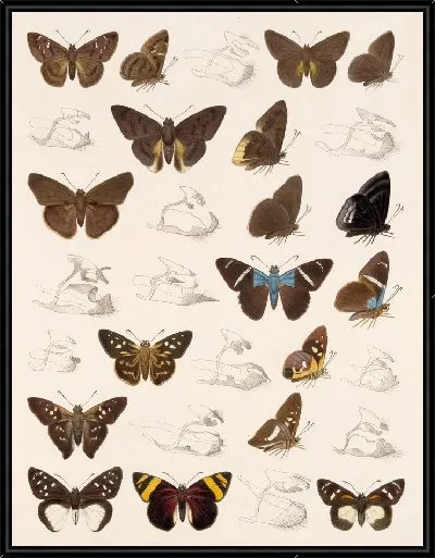 Картина Бабочки Insecta Lepidoptera-Rhopalocera №82