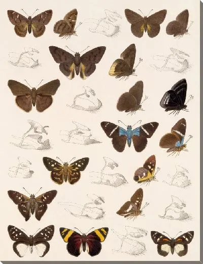 Картина Бабочки Insecta Lepidoptera-Rhopalocera №82