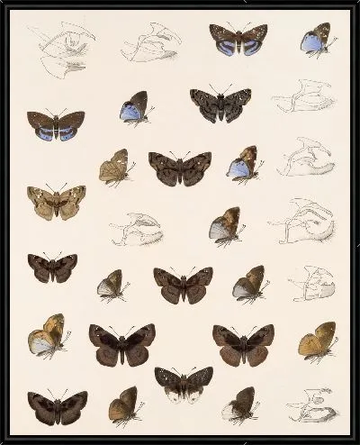 Картина Бабочки Insecta Lepidoptera-Rhopalocera №83