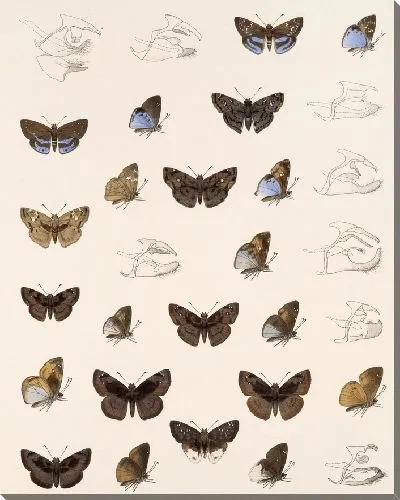 Картина Бабочки Insecta Lepidoptera-Rhopalocera №83