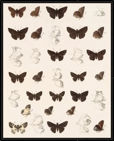 Картина Бабочки Insecta Lepidoptera-Rhopalocera №84