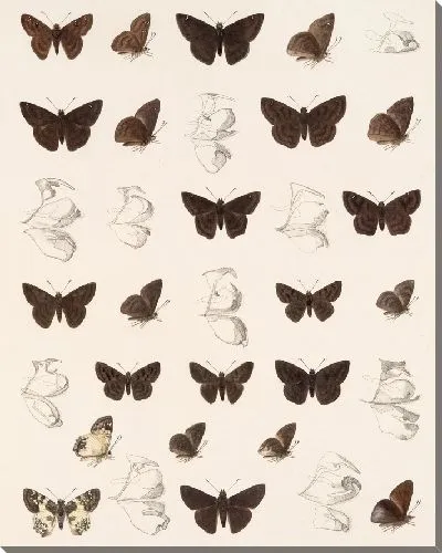 Картина Бабочки Insecta Lepidoptera-Rhopalocera №84