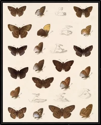Картина Бабочки Insecta Lepidoptera-Rhopalocera №85