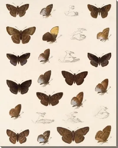 Картина Бабочки Insecta Lepidoptera-Rhopalocera №85