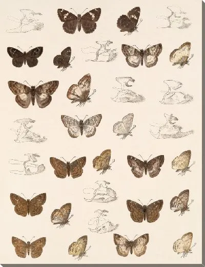 Картина Бабочки Insecta Lepidoptera-Rhopalocera №86