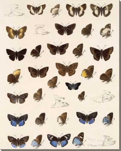 Картина Бабочки Insecta Lepidoptera-Rhopalocera №87