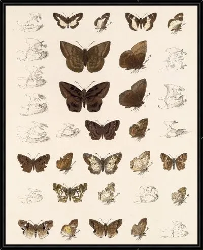 Картина Бабочки Insecta Lepidoptera-Rhopalocera №88