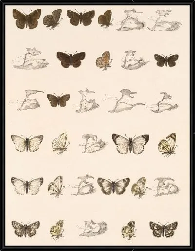 Картина Бабочки Insecta Lepidoptera-Rhopalocera №91