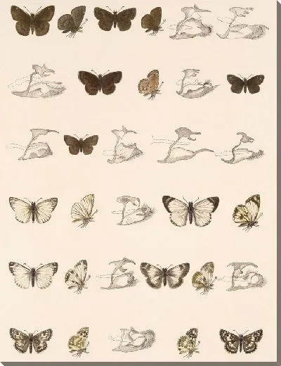 Картина Бабочки Insecta Lepidoptera-Rhopalocera №91