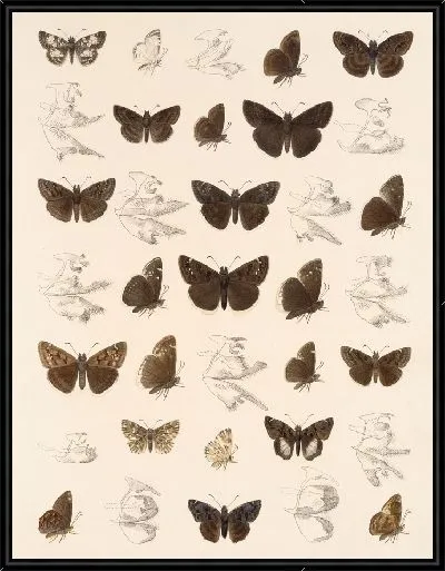Картина Бабочки Insecta Lepidoptera-Rhopalocera №92