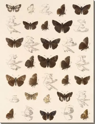 Картина Бабочки Insecta Lepidoptera-Rhopalocera №92
