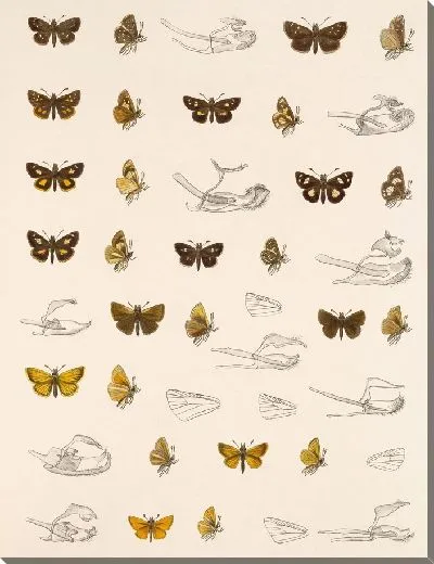 Картина Бабочки Insecta Lepidoptera-Rhopalocera №93