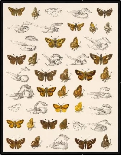 Картина Бабочки Insecta Lepidoptera-Rhopalocera №94