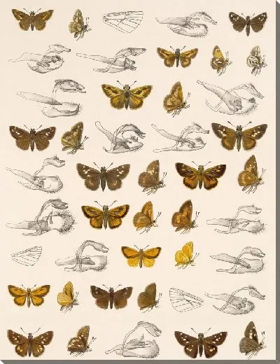 Картина Бабочки Insecta Lepidoptera-Rhopalocera №94