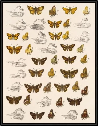Картина Бабочки Insecta Lepidoptera-Rhopalocera №95