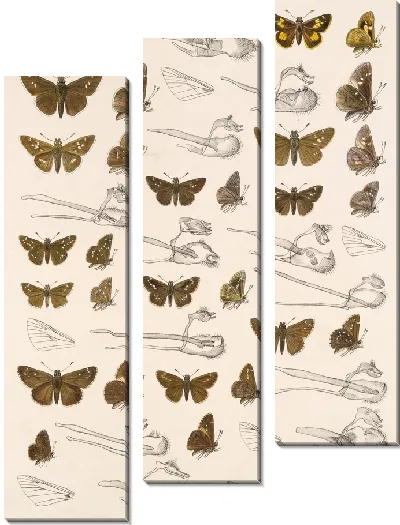 Картина Бабочки Insecta Lepidoptera-Rhopalocera №96