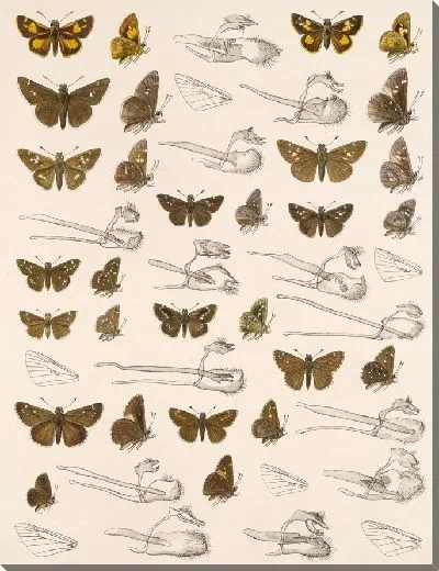 Картина Бабочки Insecta Lepidoptera-Rhopalocera №96