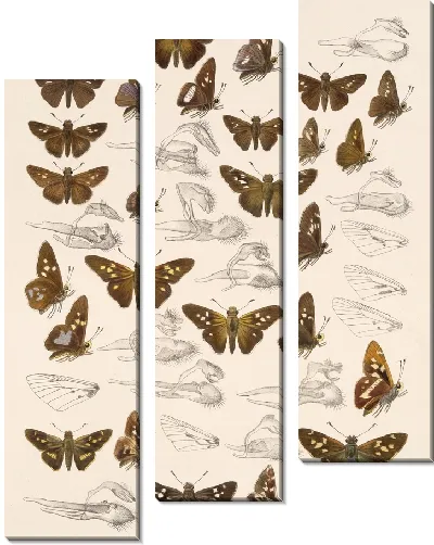 Картина Бабочки Insecta Lepidoptera-Rhopalocera №97