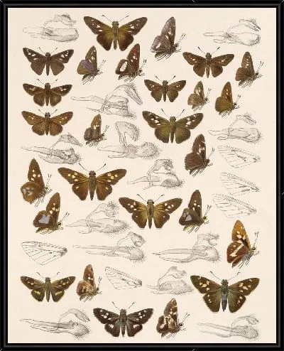 Картина Бабочки Insecta Lepidoptera-Rhopalocera №97