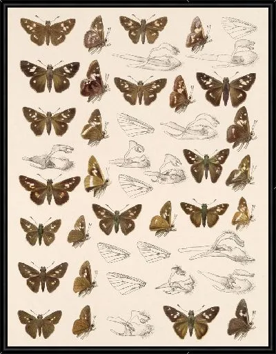 Картина Бабочки Insecta Lepidoptera-Rhopalocera №98
