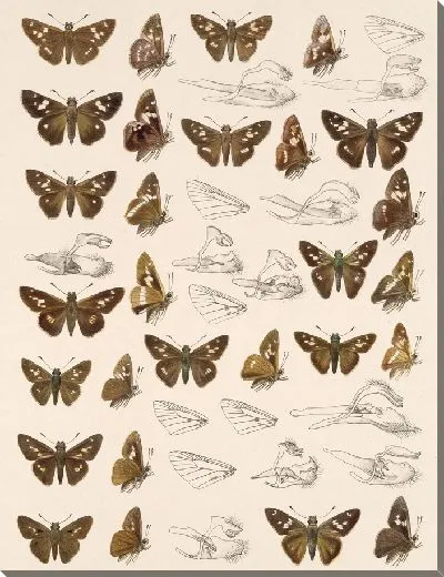 Картина Бабочки Insecta Lepidoptera-Rhopalocera №98