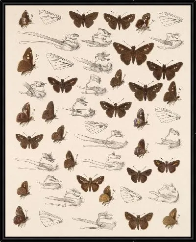 Картина Бабочки Insecta Lepidoptera-Rhopalocera №100